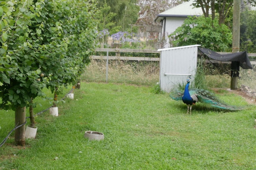 A peacock walking in a quince orchard.