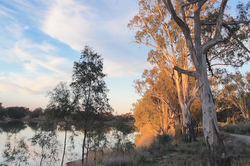 river red gums at sunset