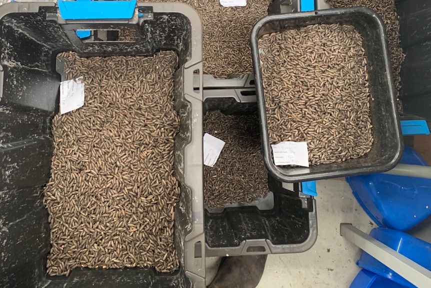 Thousands of hover fly pupa sit in black tubs