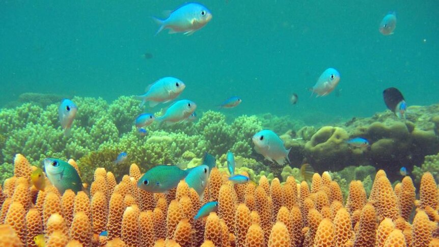 Ikan berwarna-warni yang ada di perairan Great Barrier Reef di ujung utara Queensland.