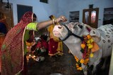An Indian woman blesses a cow in the Rajasthan city of Udaipur