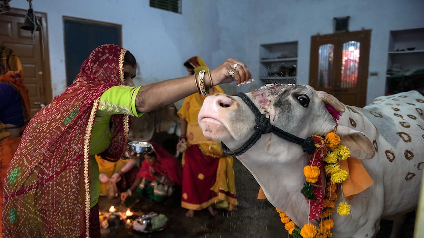 An Indian woman blesses a cow in the Rajasthan city of Udaipur