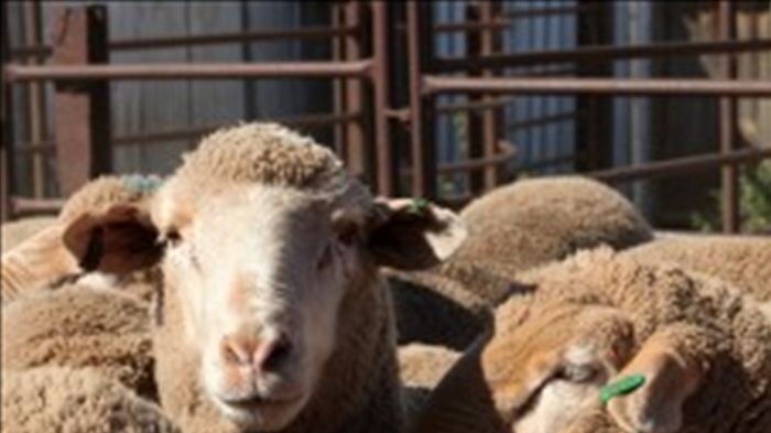 Keeping sheep ovine johne's free in far west NSW