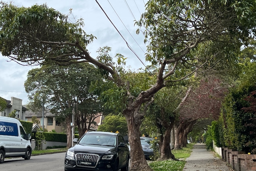 A street tree in a U-shape with power lines running through it.