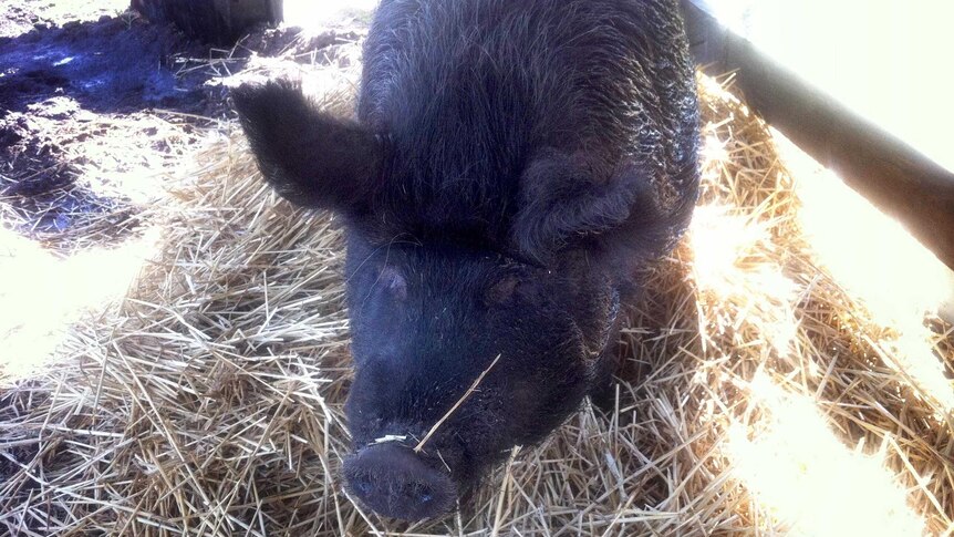 Oprah, a pet pig, is housed at the Hawkesbury Showgrounds.