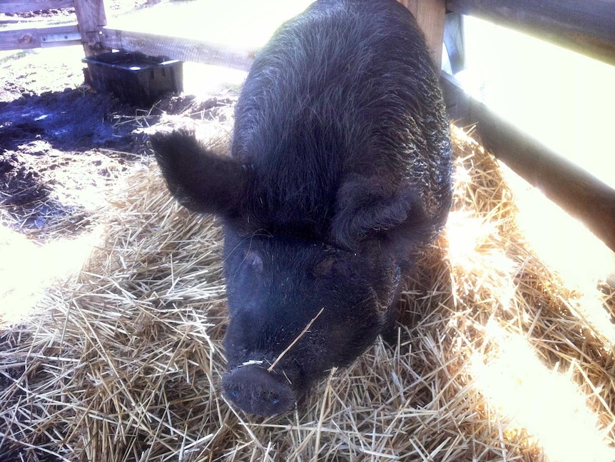 Oprah, a pet pig, is housed at the Hawkesbury Showgrounds.