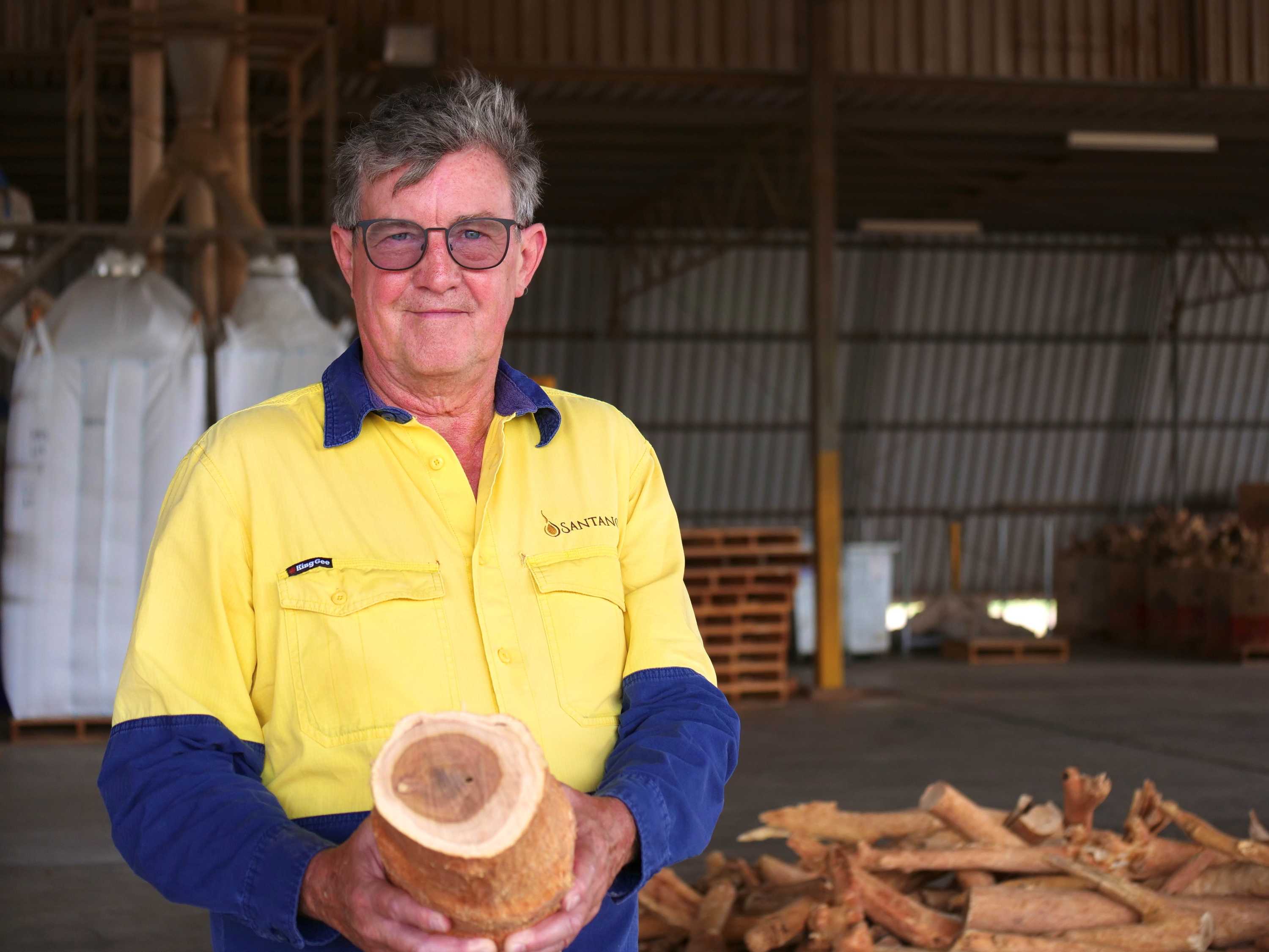 A man wearing fluoro yellow shirt holding log of wood in a shed