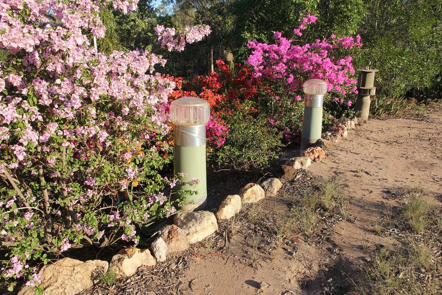 Pink and purple flowering shrubs next to air vents coming out of the ground