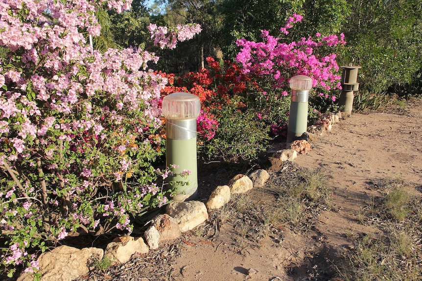 Pink and purple flowering shrubs next to air vents coming out of the ground