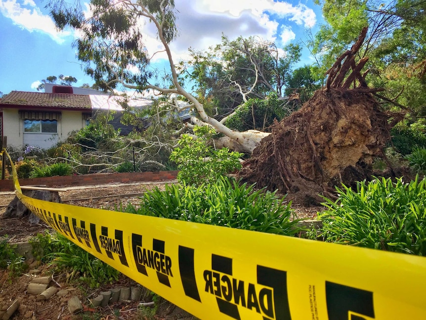 A felled tree in Aranda.