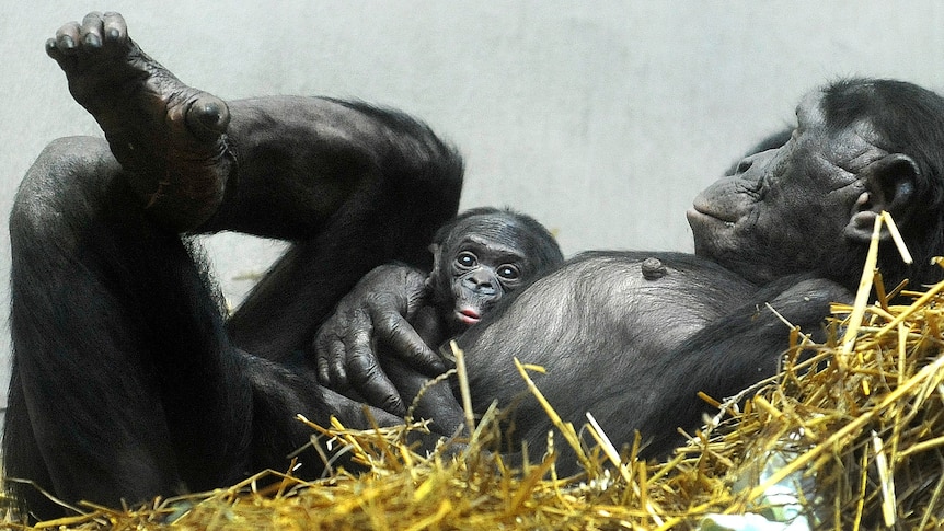 A newly born bonobo chimpanzee on its mother's belly