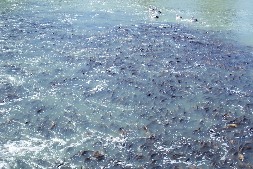 An accumulation of carp in a river, pelicans swimming in the background.