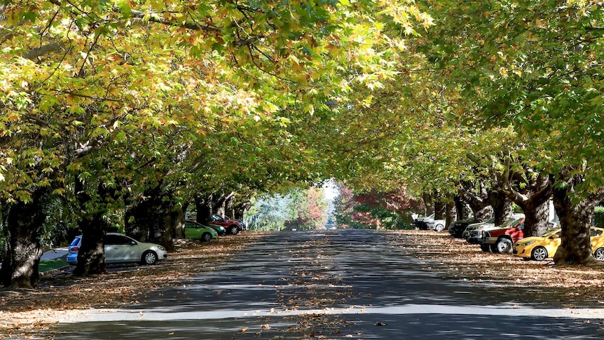 A streetscape with leafy green trees and cars parked.