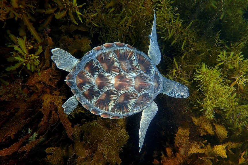 A turtle in Sydney's Cabbage Tree Bay.