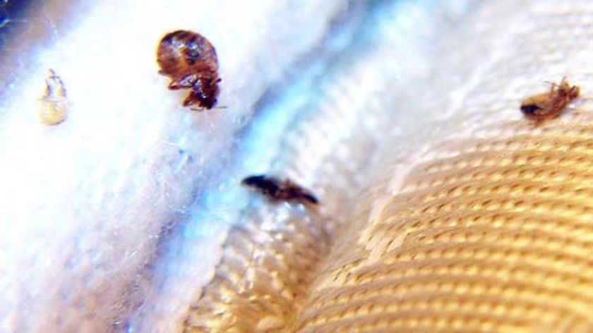 Close-up shots of bed bugs on a mattress