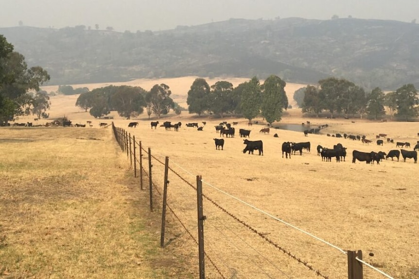 Cows in a field covered in hazy thick smoke