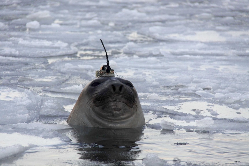 Australian researchers have been tagging seals in the Southern Ocean.