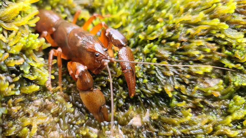 A small orange crayfish sitting on seaweed.
