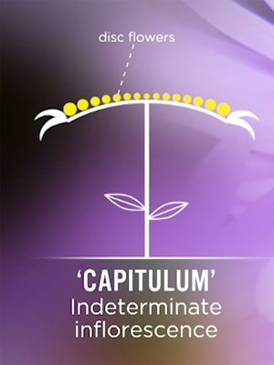 Capitulum Image