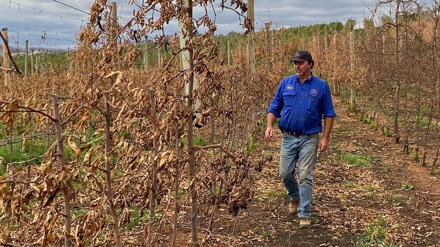 Apple grower Ian Cathles walks through the dead trees in his orchard in Batlow.