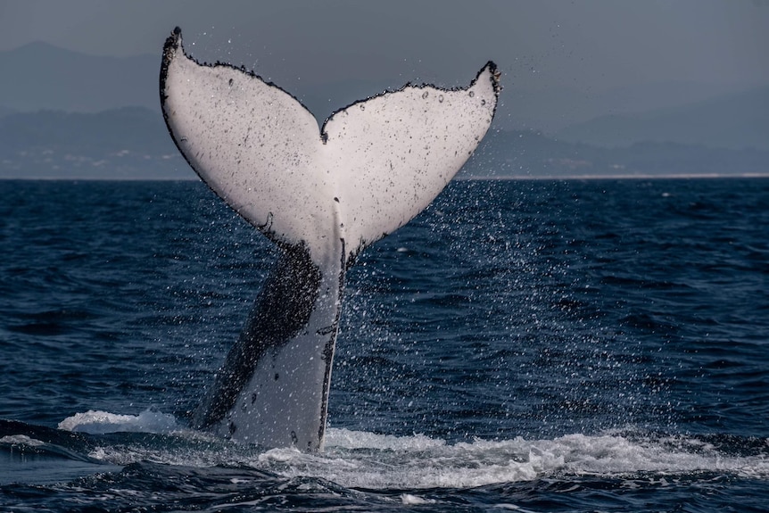 Whale tale on display out of the ocean. 