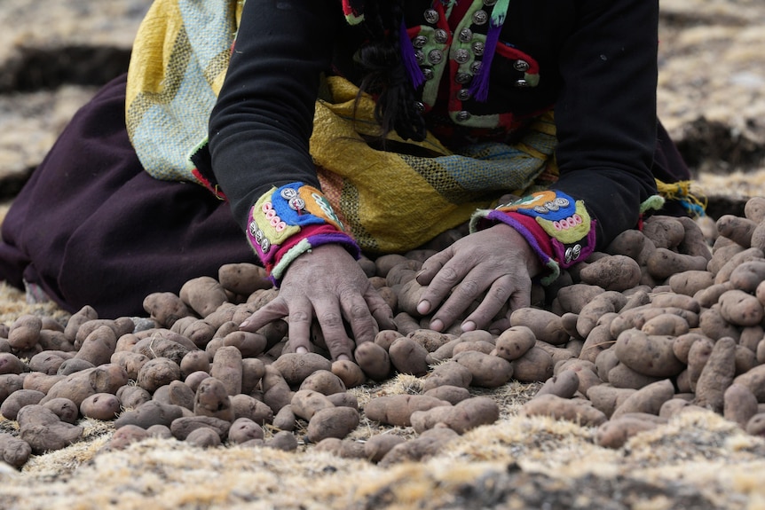 A woman's hands sift through dozens of tiny potatos on the ground. 