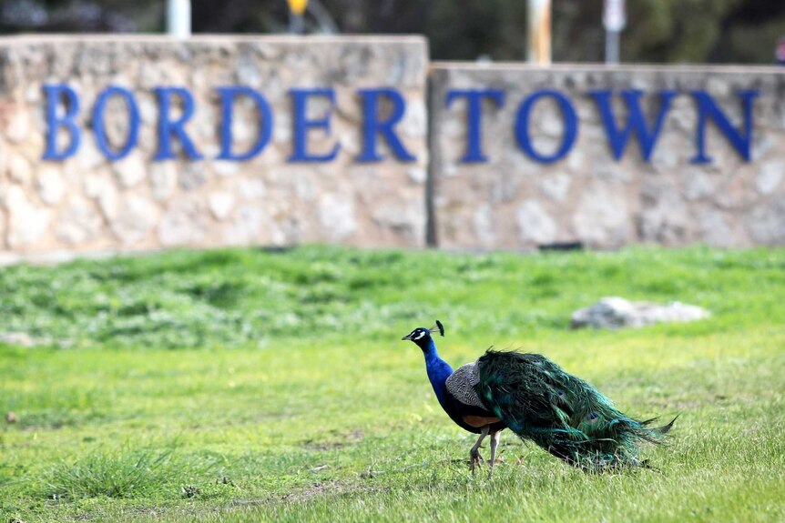 A peacock walks in front of a stone wall with the sign Bordertown.
