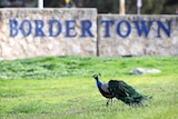 A peacock struts along some green grass in front of a stone wall that reads "Bordertown" in large blue letters.
