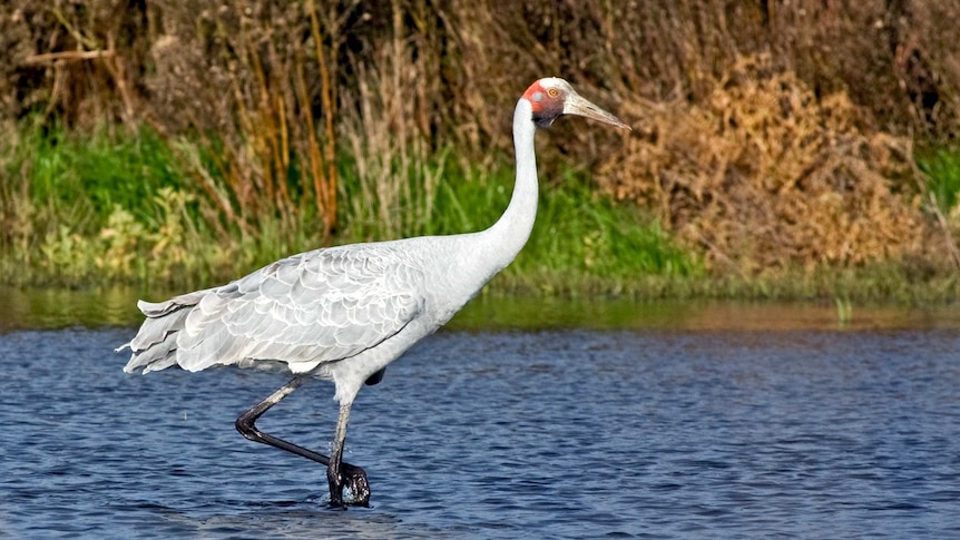 A brolga on Naree