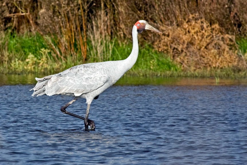 A brolga on Naree