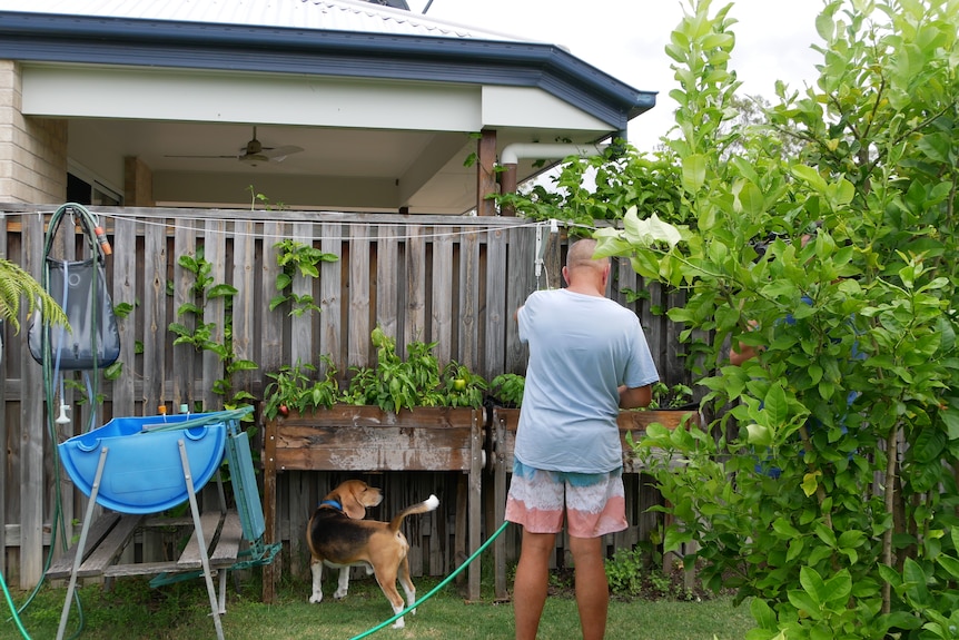 The back of a man watering a green backyard garden against a brown fence.