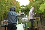 two seasonal workers picking fruit