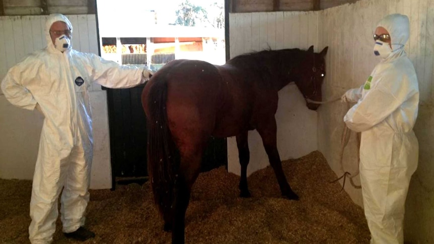 Vet Ed Annand with a horse that fell victim to Australian bat lyssavirus in 2013.