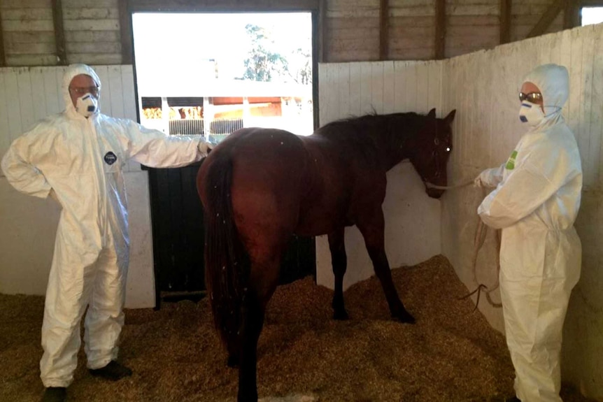 Vet Ed Annand with a horse that fell victim to Australian bat lyssavirus in 2013.