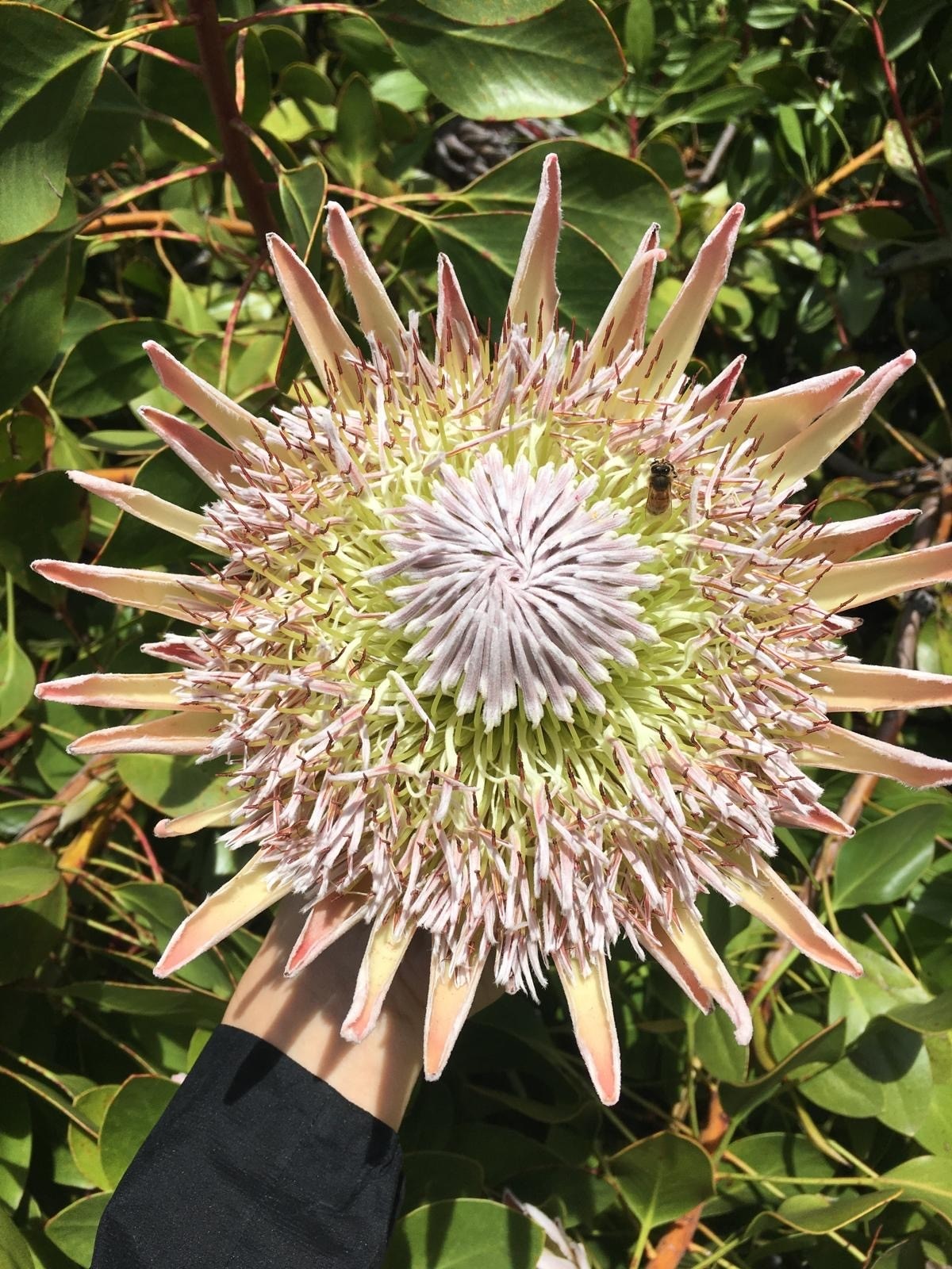 Royal Botanic Gardens Sydney prepares to celebrate 210 years