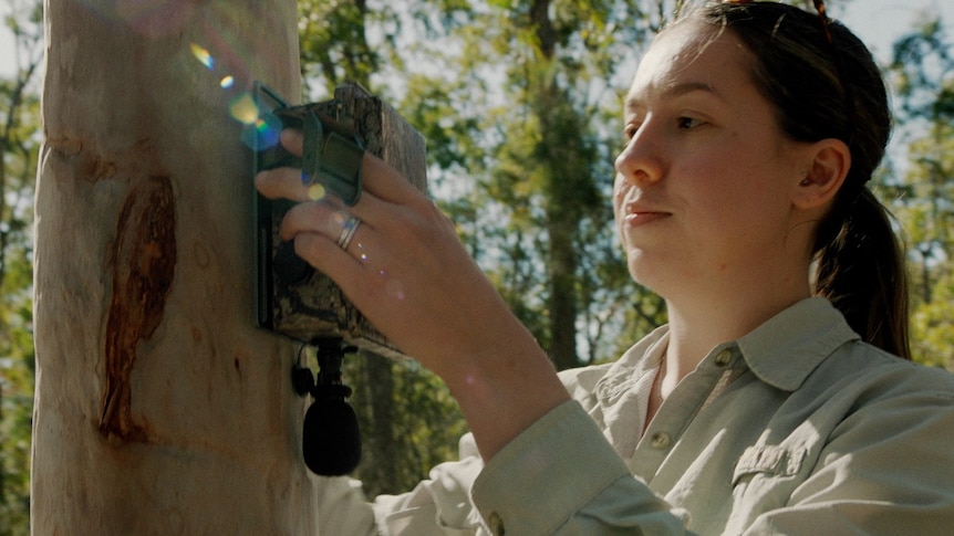 A woman installing an audio recorder on a tree