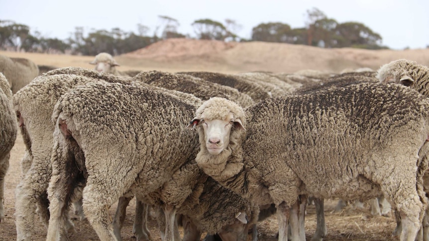 A group of sheep feed at a trough.