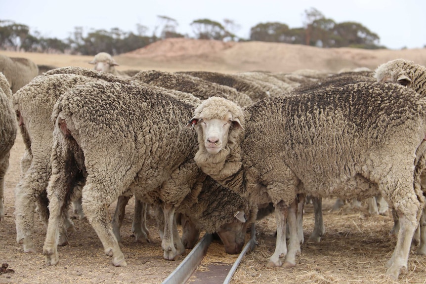 A group of sheep feed at a trough.