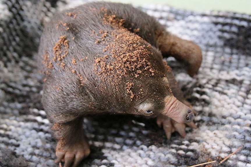 Taronga Zoo Echidnas 2