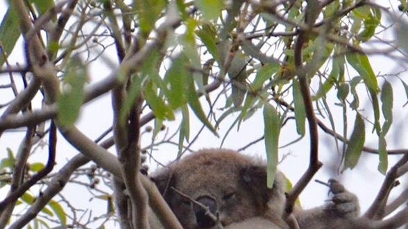 Image of a koala in a tree in Port Macquarie- it is hoped the new koala app will help protect them.