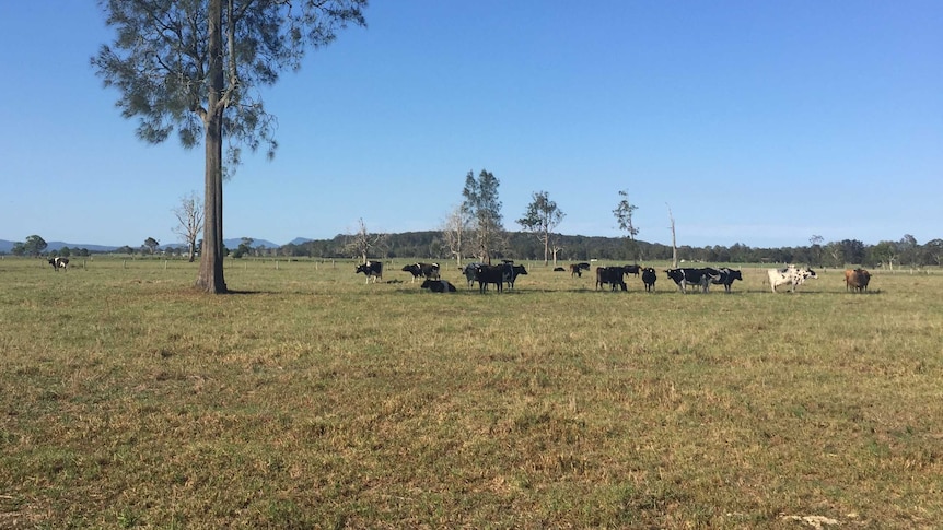 Cows in a paddock on Pat Neal's dairy farm at Taree on the NSW mid north coast.