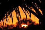Bright orange sun shimmers through palm trees in a Brisbane suburb in March 2019.