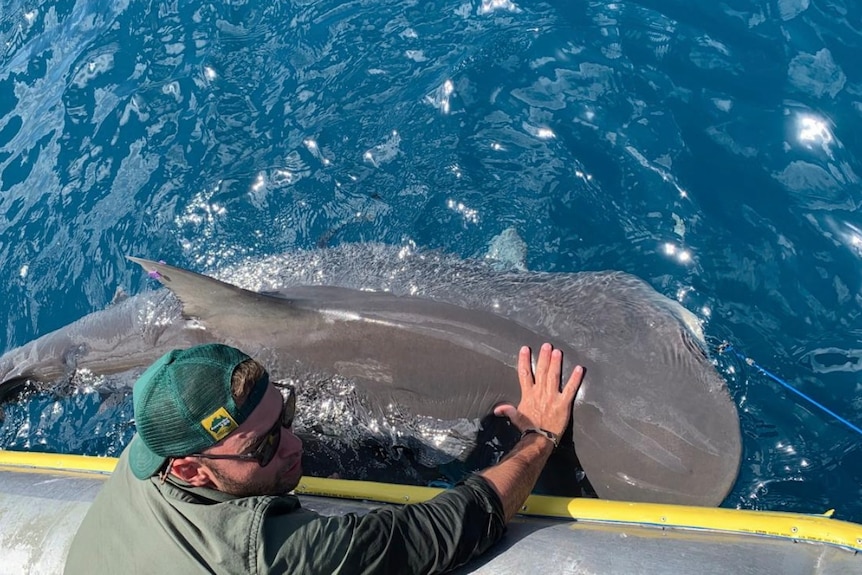 A man with a baseball cap on backwards leans over the side of a boat and rests his hand on a shark.