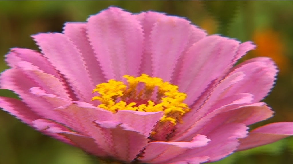 Island Produce The Kitchen Garden That Grew Into A Small Farm ABC News   45d24e9a3d99069bee4e788924a0e176