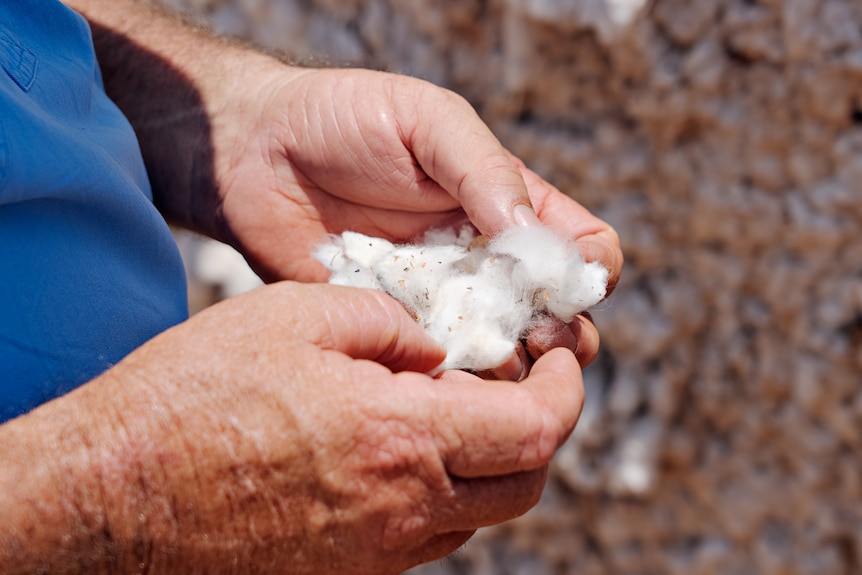 Older man's hand inspecting unprocessed cotton.