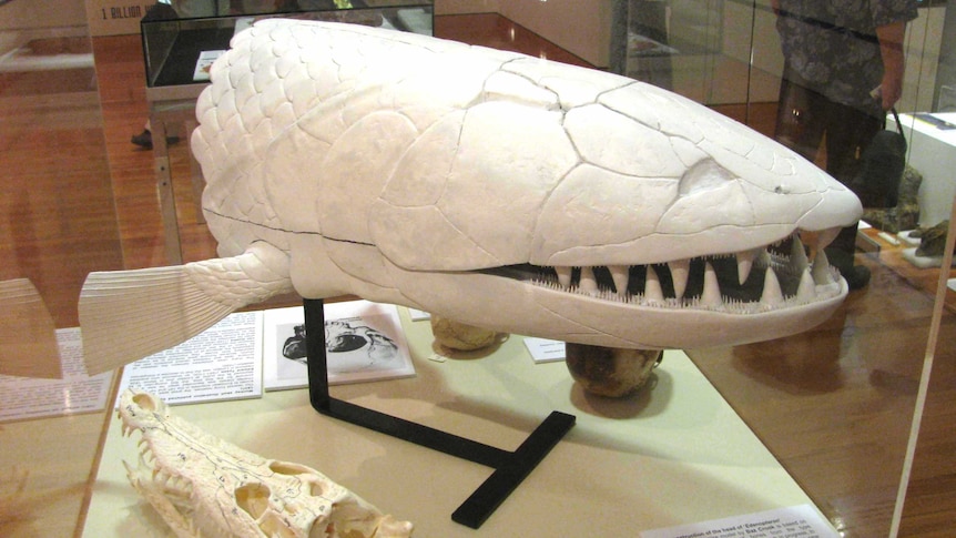 A life-size model of the Edenopteron keithcrooki with a crocodile skull on the left for comparison.