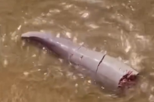 a whale penis moving around in the waves on a sandy beach