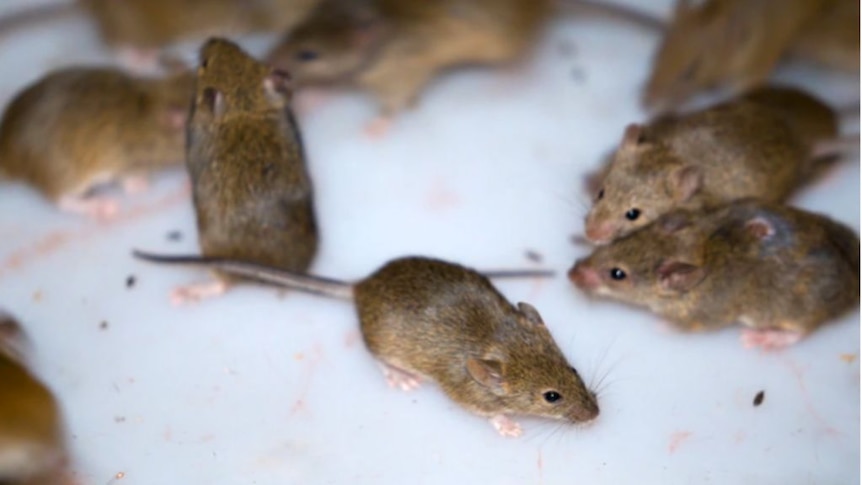 Mouse plague wreaks havoc as farmers spend thousands in desperate battle