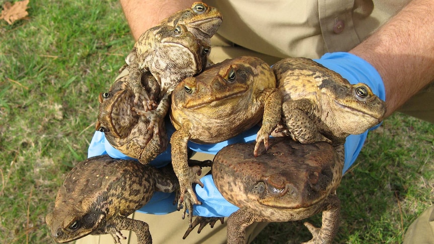 Cane toads captured in a mango consignment from Kununurra