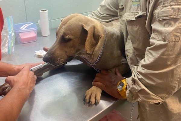 A dog lies prone on a stainless steel bench being tended to by a vet and an assistant.